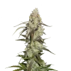 Runtz Feminized Esrar Tohumu (Seedstockers)