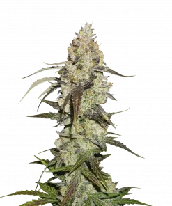 Runtz Feminized Esrar Tohumu (Seedstockers)