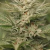 Sapphire Scout Feminized Esrar Tohumu (Humboldt Seed Organization)