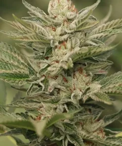 Sapphire Scout Feminized Esrar Tohumu (Humboldt Seed Organization)