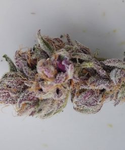 Sapphire Scout Feminized Esrar Tohumu (Humboldt Seed Organization)