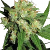 Sensi Skunk Feminized Esrar Tohumu (Sensi Seeds)