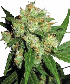 Sensi Skunk Feminized Esrar Tohumu (Sensi Seeds)