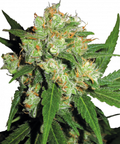 Sensi Skunk Feminized Esrar Tohumu (Sensi Seeds)