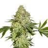 Sherbet Feminized Esrar Tohumu (Seedstockers)