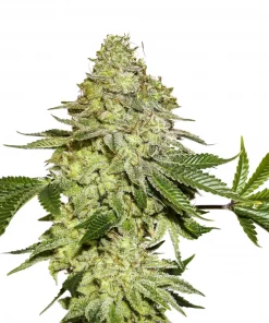 Sherbet Feminized Esrar Tohumu (Seedstockers)