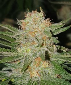 Sherbet Feminized Esrar Tohumu (Seedstockers)