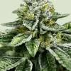 Sherbet Queen Feminized Esrar Tohumu (Royal Queen Seeds)