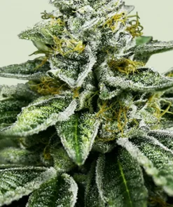 Sherbet Queen Feminized Esrar Tohumu (Royal Queen Seeds)