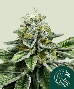 Sherbet Queen Feminized Esrar Tohumu (Royal Queen Seeds)