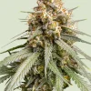 Shining Silver Haze Feminized Esrar Tohumu (Royal Queen Seeds)