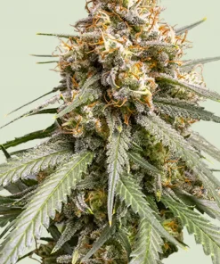 Shining Silver Haze Feminized Esrar Tohumu (Royal Queen Seeds)