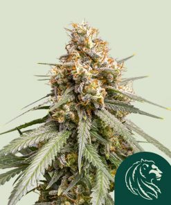 Shining Silver Haze Feminized Esrar Tohumu (Royal Queen Seeds)