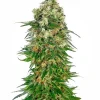 Shiva Skunk Auto Fem Esrar Tohumu (Sensi Seeds)