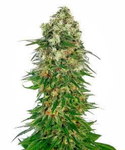 Shiva Skunk Auto Fem Esrar Tohumu (Sensi Seeds)