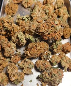Shiva Skunk Auto Fem Esrar Tohumu (Sensi Seeds)