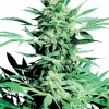 Shiva Skunk Regular Esrar Tohumu (Sensi Seeds)