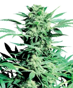 Shiva Skunk Regular Esrar Tohumu (Sensi Seeds)