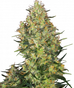 Shiva Skunk Regular Esrar Tohumu (Sensi Seeds)