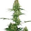 Silver Fire Feminized Esrar Tohumu (Sensi Seeds)