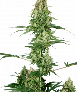 Silver Fire Feminized Esrar Tohumu (Sensi Seeds)