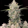Skunk Auto Fem Esrar Tohumu (Fast Buds)
