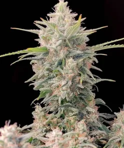 Skunk Auto Fem Esrar Tohumu (Fast Buds)