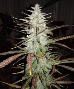 Skunk Auto Fem Esrar Tohumu (Fast Buds)