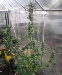 Skunk Auto Fem Esrar Tohumu (Fast Buds)