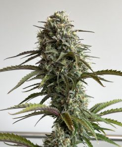 Skunk Auto Fem Esrar Tohumu (Fast Buds)