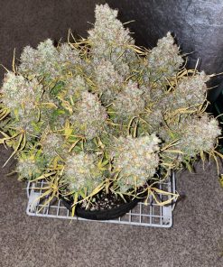 Skunk Auto Fem Esrar Tohumu (Fast Buds)