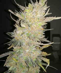 Skunk Auto Fem Esrar Tohumu (Fast Buds)