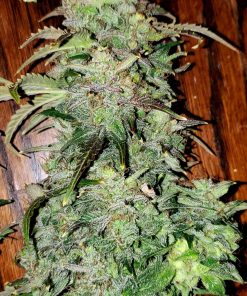 Skunk Auto Fem Esrar Tohumu (Fast Buds)