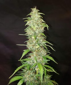 Skunk Auto Fem Esrar Tohumu (Fast Buds)