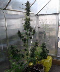 Skunk Auto Fem Esrar Tohumu (Fast Buds)