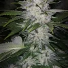 Skunk Hero RBX1 Feminized Esrar Tohumu (ETHOS Genetics)