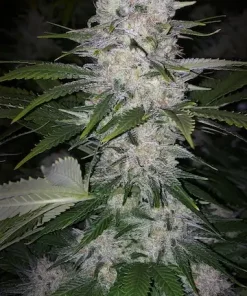 Skunk Hero RBX1 Feminized Esrar Tohumu (ETHOS Genetics)