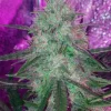 Skylar White Auto Fem Esrar Tohumu (Mephisto Genetics)