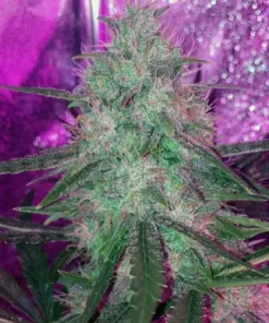Skylar White Auto Fem Esrar Tohumu (Mephisto Genetics)