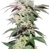 Skywalker Haze Feminized Esrar Tohumu (Dutch Passion)