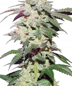 Skywalker Haze Feminized Esrar Tohumu (Dutch Passion)