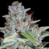 Skywalker Kush Feminized Esrar Tohumu (Reserva Privada)