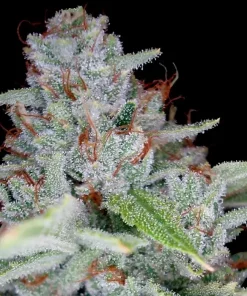 Skywalker Kush Feminized Esrar Tohumu (Reserva Privada)