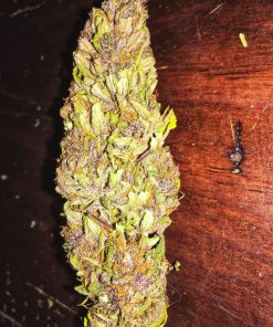 Skywalker Kush Feminized Esrar Tohumu (Reserva Privada)