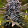 Slurricane Feminized Esrar Tohumu (Anesia Seeds)