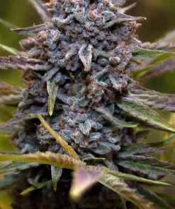 Slurricane Feminized Esrar Tohumu (Anesia Seeds)