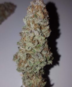 Slurricane Feminized Esrar Tohumu (Anesia Seeds)