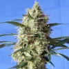 Snow White Feminized Esrar Tohumu (Spliff Seeds)