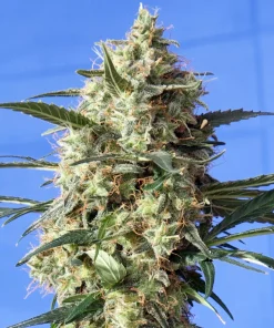 Snow White Feminized Esrar Tohumu (Spliff Seeds)