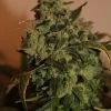 Somango Feminized Esrar Tohumu (Soma Seeds)